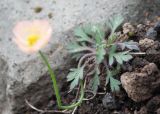 Papaver alboroseum