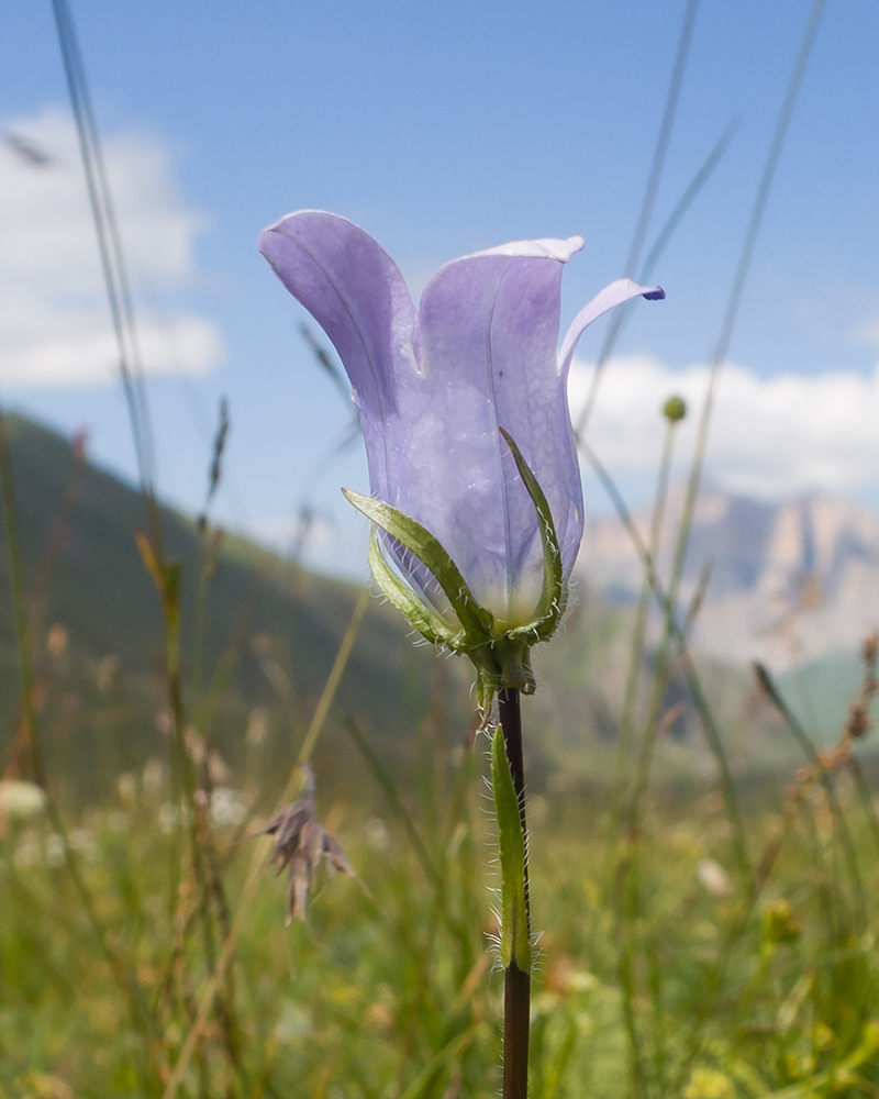 Image of Campanula ciliata specimen.