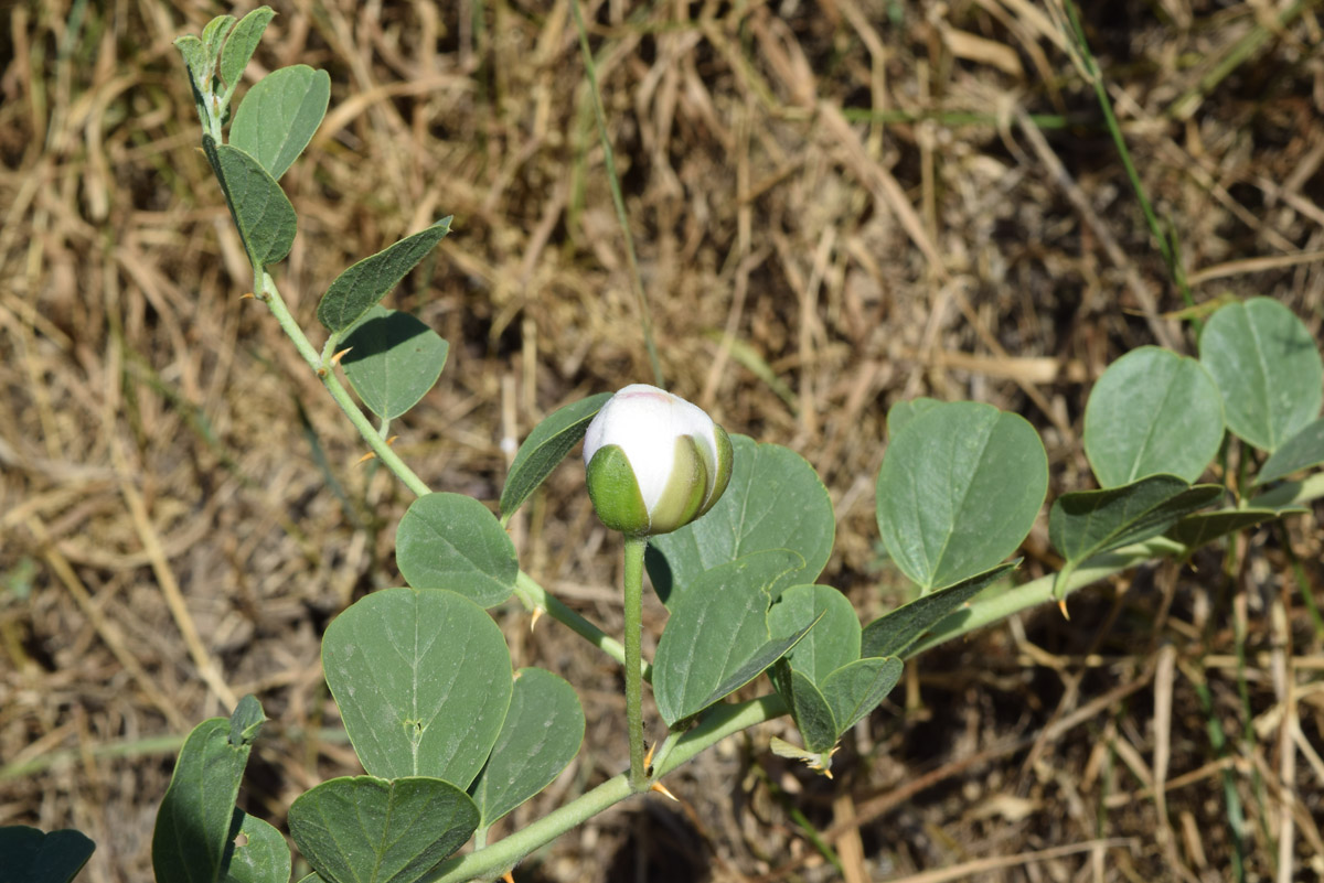 Image of Capparis herbacea specimen.