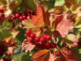 Viburnum opulus