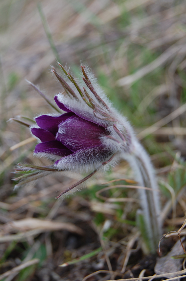 Image of Pulsatilla ucrainica specimen.