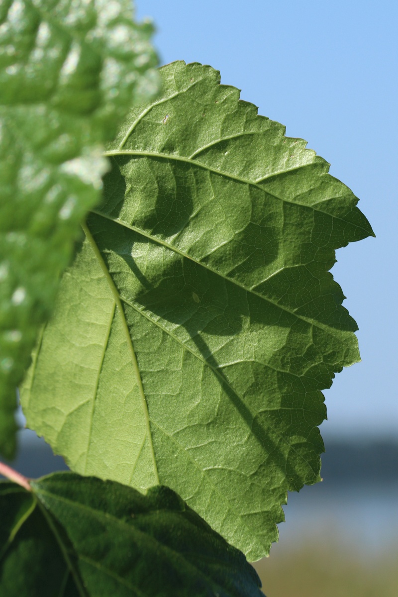 Изображение особи Betula pendula.