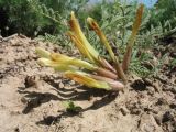 View full-size image Astragalus macropetalus