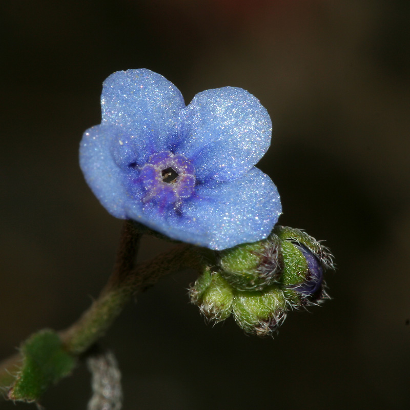 Изображение особи Paracynoglossum glochidiatum.