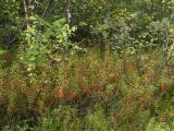 Ledum palustre. Растение на опушке сырого березняка. Окрестности Мурманска, 20.08.2008.