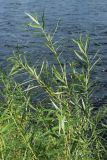 View full-size image Salix viminalis