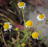 Смотреть изображение Tripleurospermum inodorum