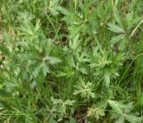 View full-size image genus Ranunculus