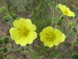 Смотреть изображение Potentilla desertorum