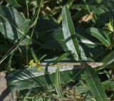 View full-size image Erucastrum armoracioides