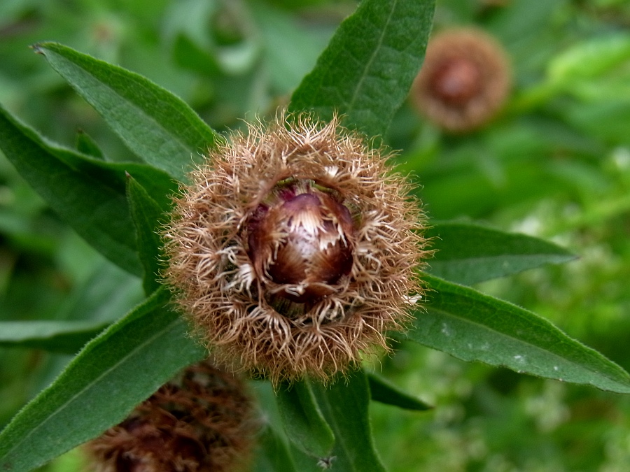 Изображение особи Centaurea debeauxii.