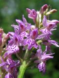 Dactylorhiza baltica. Соцветие. Смоленская обл., окр. Смоленска, Пасовский лес, опушка леса. 14.06.2011.