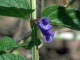 Scutellaria galericulata