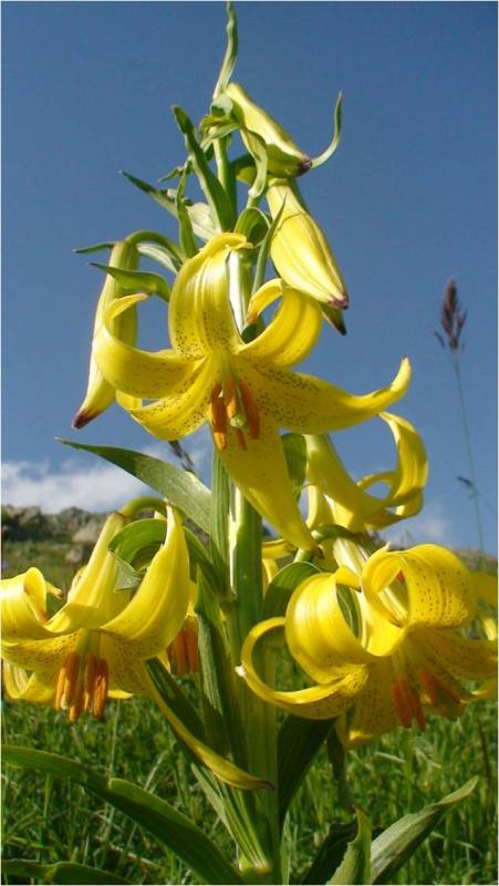 Image of Lilium armenum specimen.