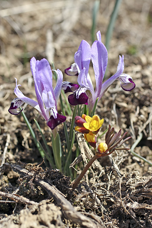 Изображение особи Iridodictyum kolpakowskianum.