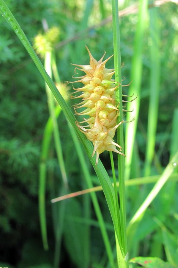 Изображение особи Carex flava.