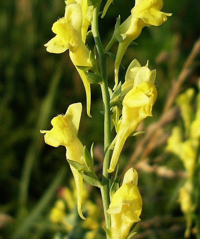 Image of Linaria genistifolia specimen.