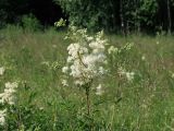 Filipendula ulmaria. Соцветие. Московская обл., Раменский р-н, окр. дер. Хрипань, мокрый луг. 07.07.2001.