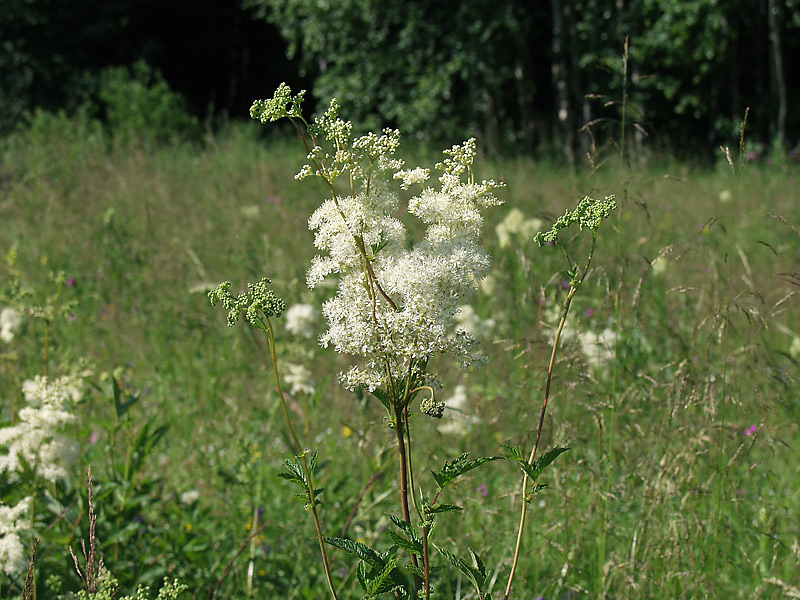 Image of Filipendula ulmaria specimen.