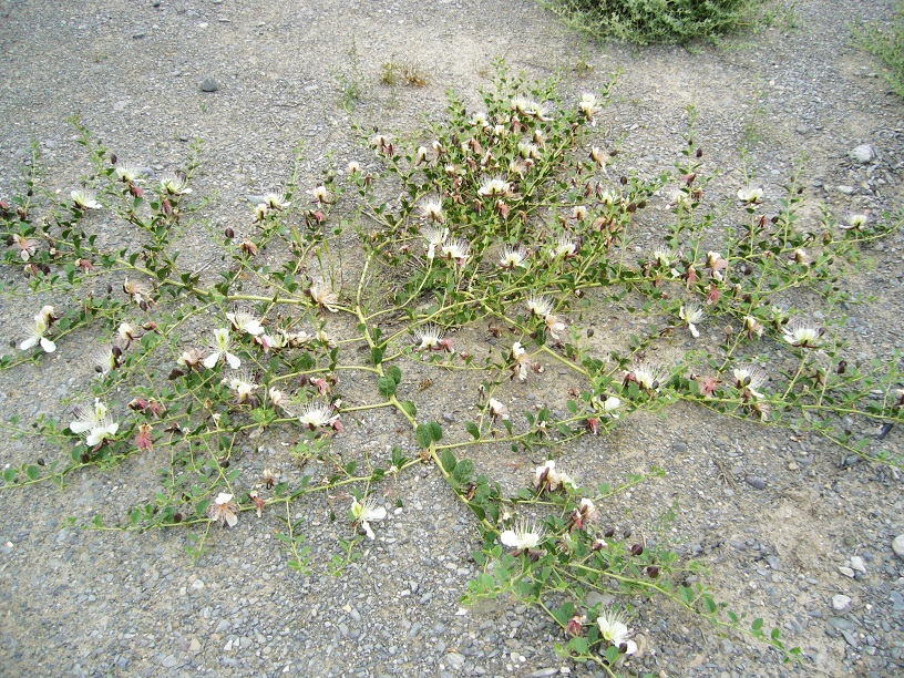 Image of Capparis herbacea specimen.