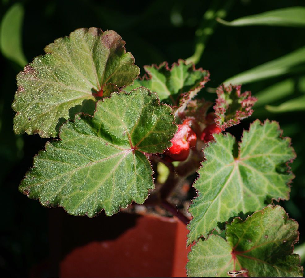 Изображение особи Begonia &times; tuberhybrida.