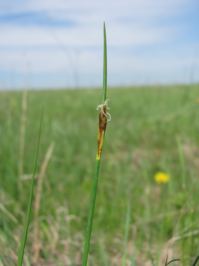 Image of Blysmus rufus specimen.