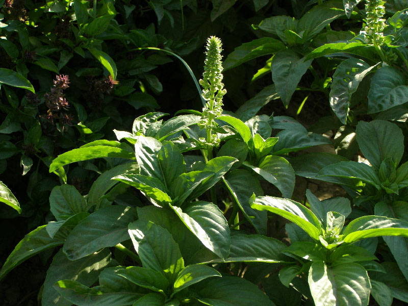 Изображение особи Ocimum basilicum.