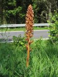 Orobanche elatior. Цветущее растение. ФРГ, земля Nordrhein-Westfalen, округ Euskirchen, заказник Seidenbachtal / Froschberg, луг на выходах известняков. 5 июля 2011 г.