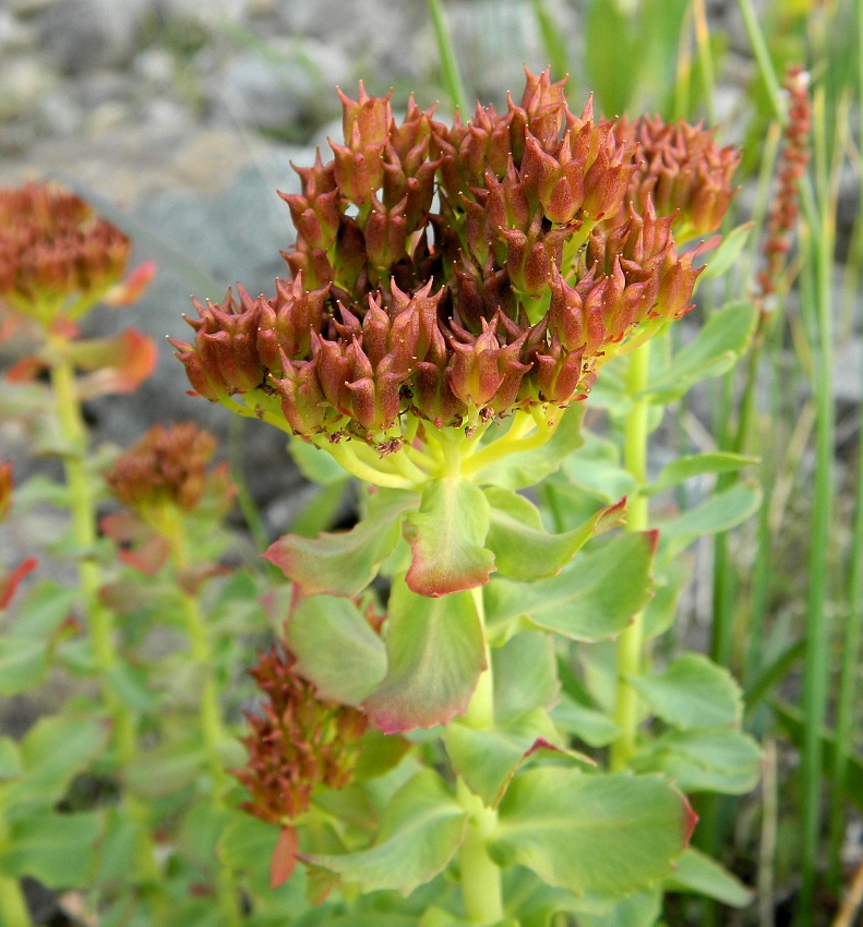 Изображение особи Rhodiola rosea.