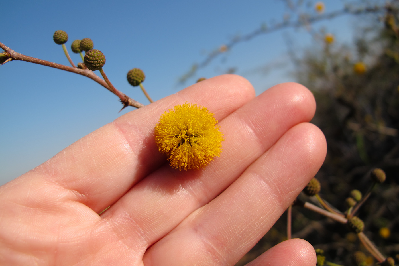 Image of Vachellia farnesiana specimen.