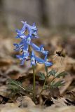 Corydalis ambigua. Цветущее растение с мухой-жужжалом на подлёте. Южное Приморье, Чёрные горы, заповедник \"Кедровая падь\", надпойменная терраса. 19.04.2011.