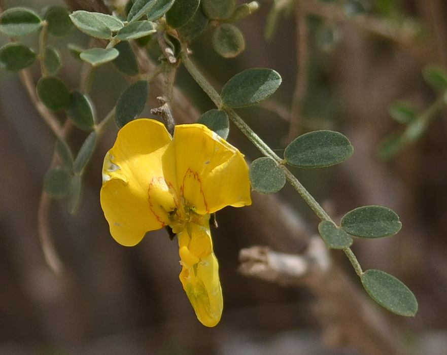 Image of Colutea istria specimen.