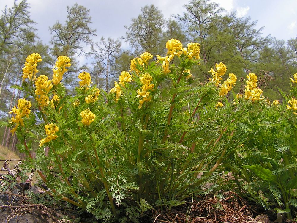 Image of Corydalis speciosa specimen.