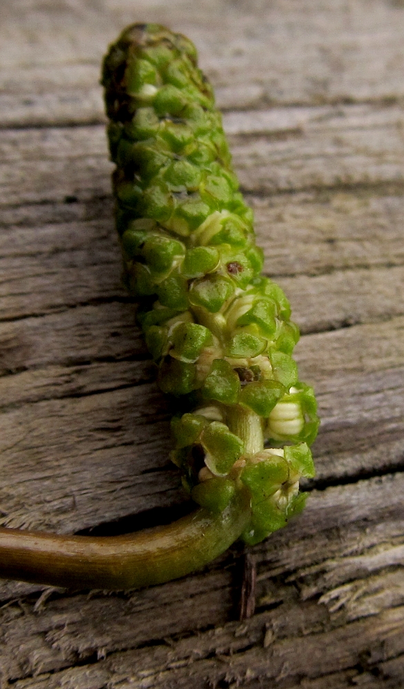 Image of Potamogeton polygonifolius specimen.