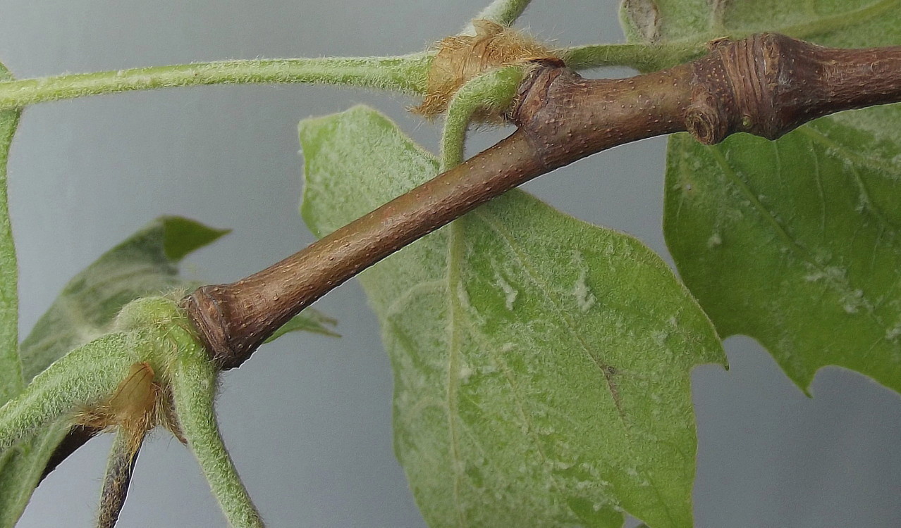 Image of Platanus &times; acerifolia specimen.