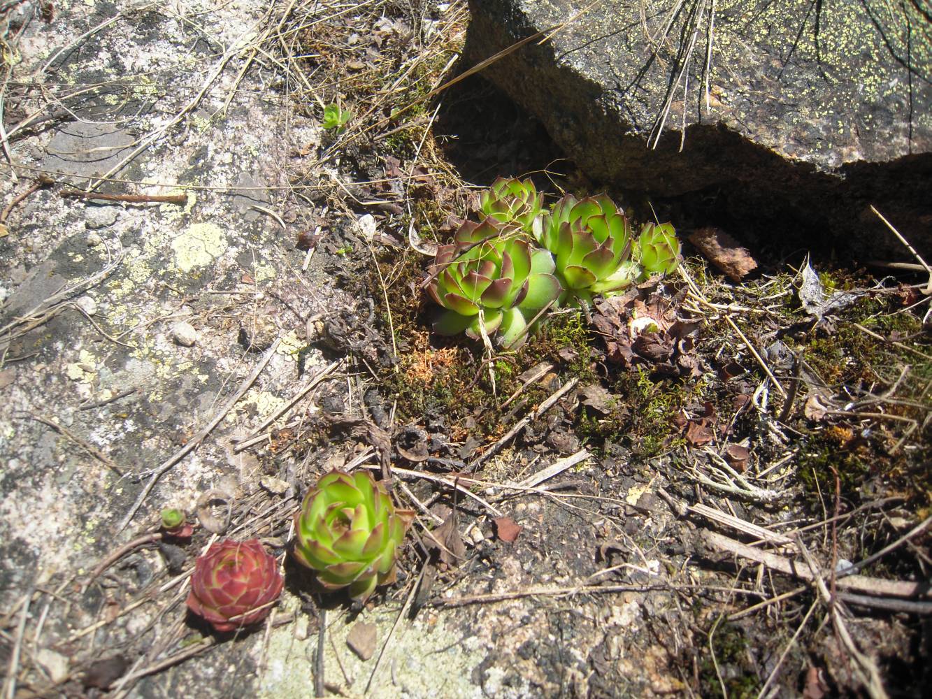 Изображение особи Sempervivum caucasicum.