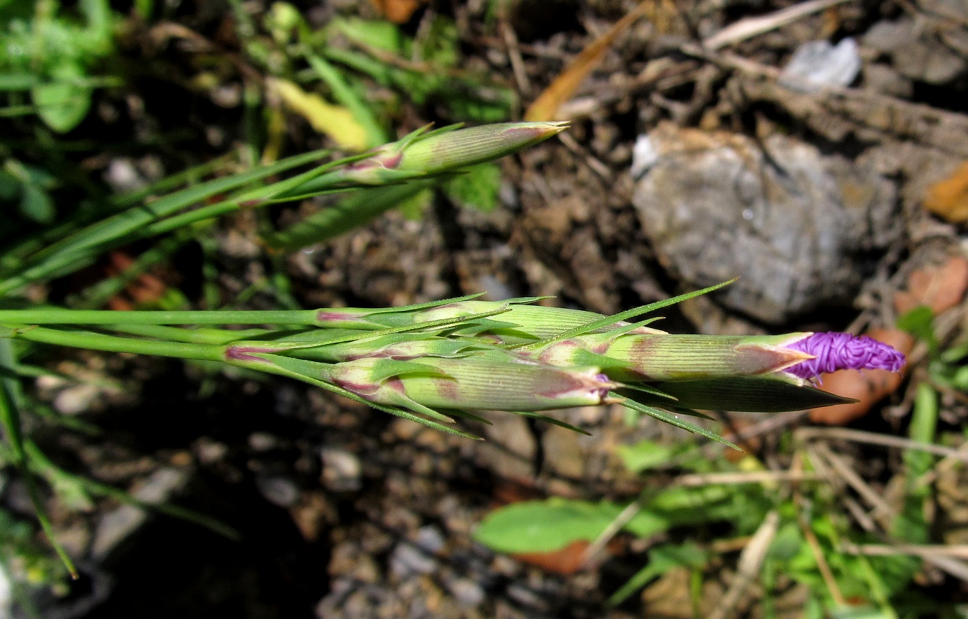 Image of Dianthus hyssopifolius specimen.