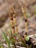 Equisetum arvense. Специализированные спороносные побеги. Окр. Мурманска, начало июня.