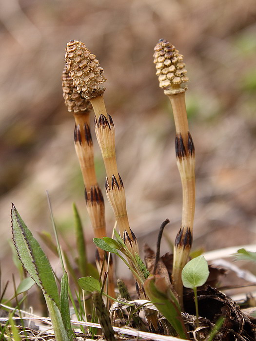 Image of Equisetum arvense specimen.