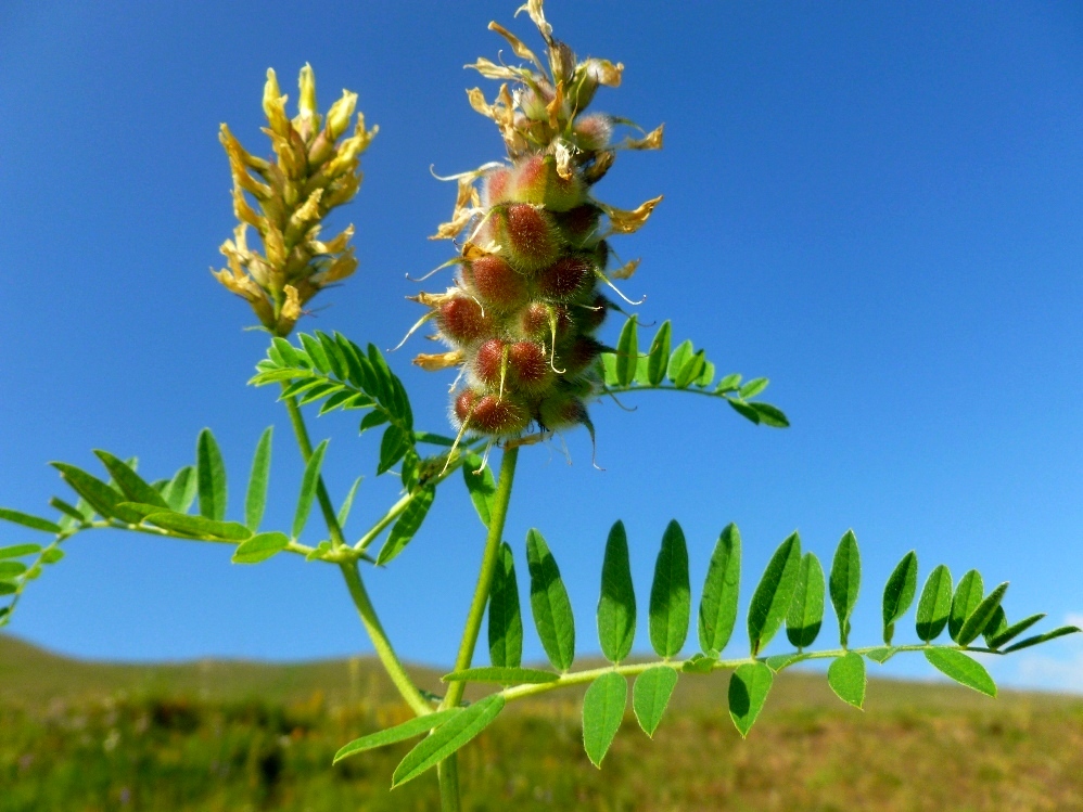 Изображение особи Astragalus cicer.