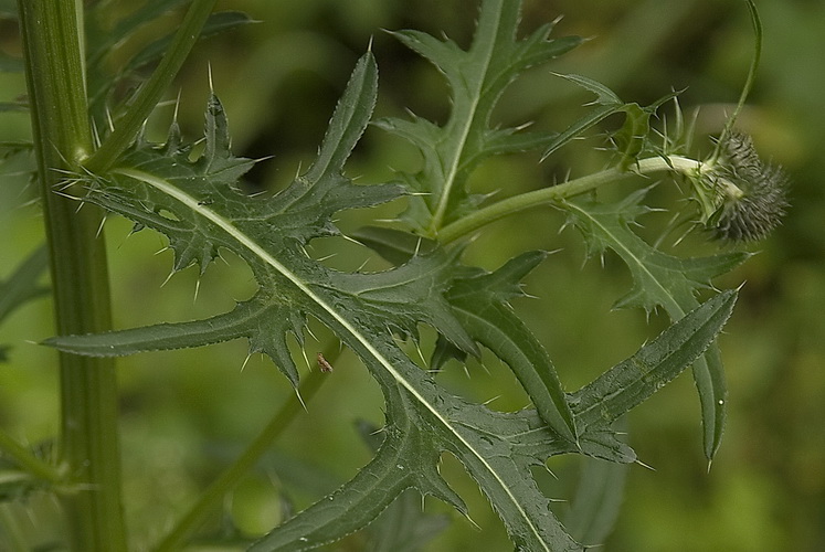 Image of Cirsium pendulum specimen.