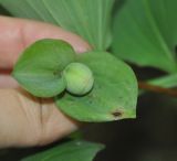 Polygonatum involucratum. Плод. Хабаровский край, окр. села Бычиха. 29.07.2012.