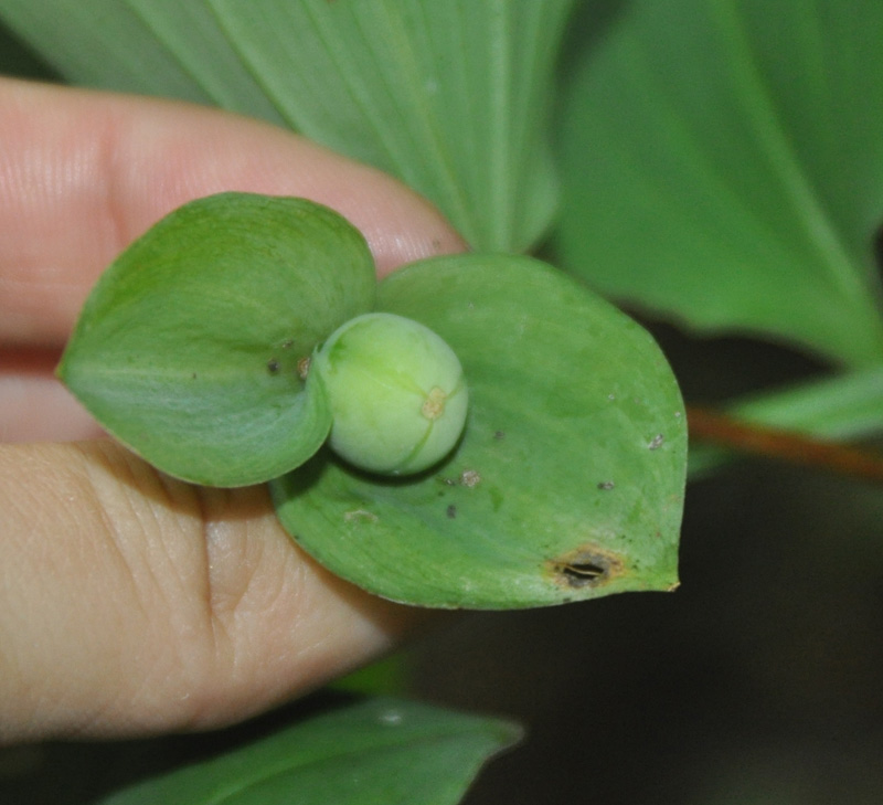 Image of Polygonatum involucratum specimen.