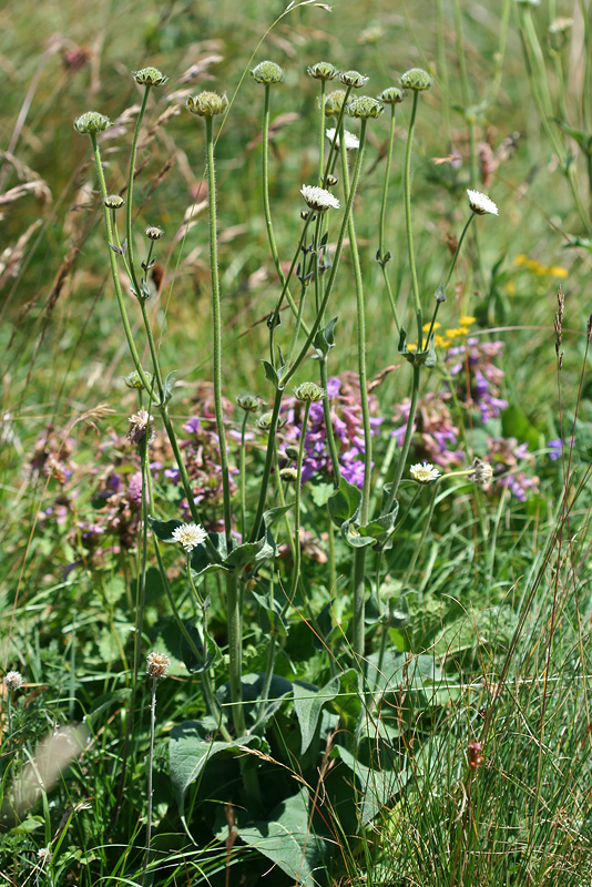 Image of Knautia montana specimen.