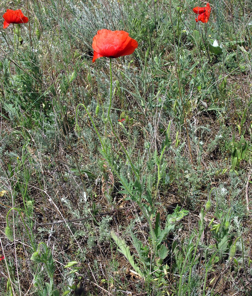 Image of Papaver rhoeas specimen.