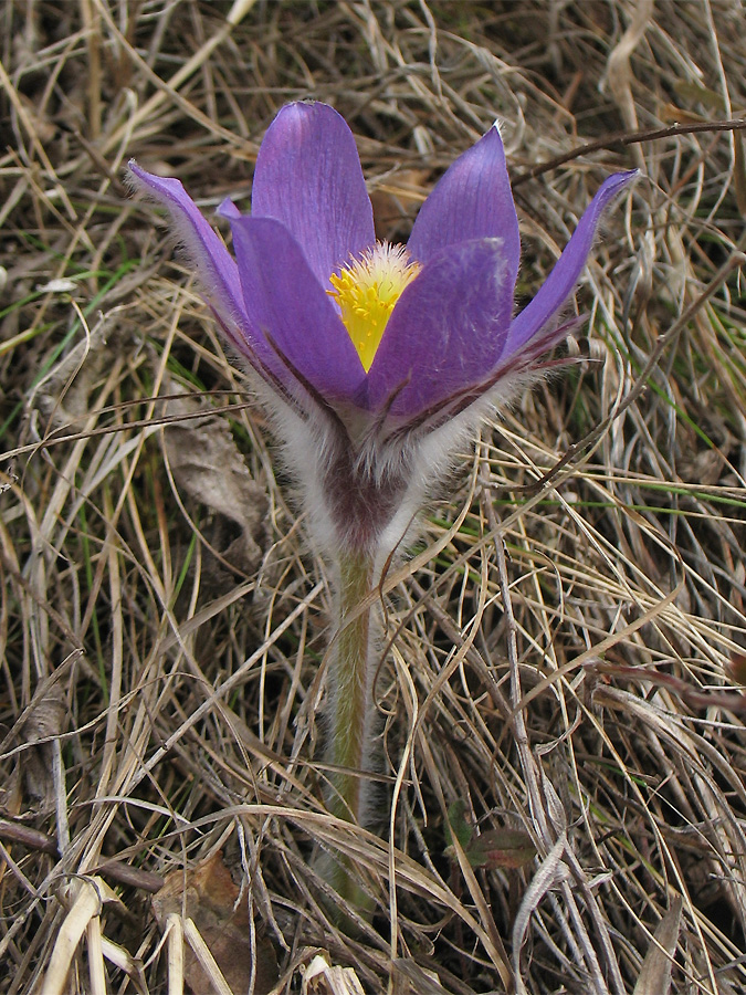 Image of Pulsatilla patens specimen.