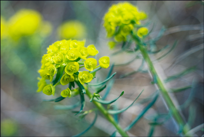 Image of Euphorbia cyparissias specimen.