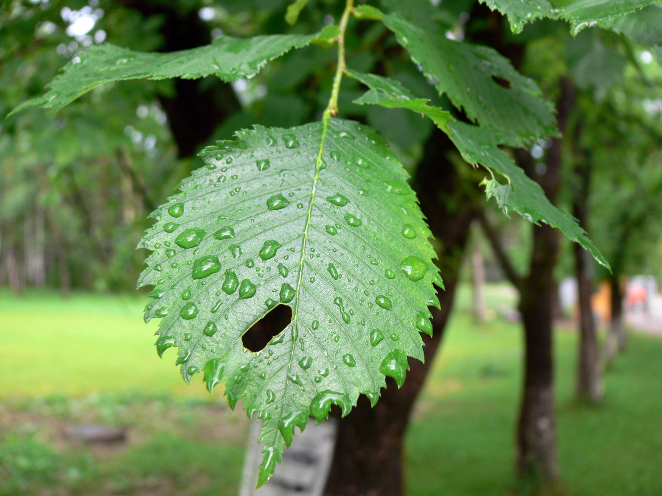 Image of Ulmus laevis specimen.