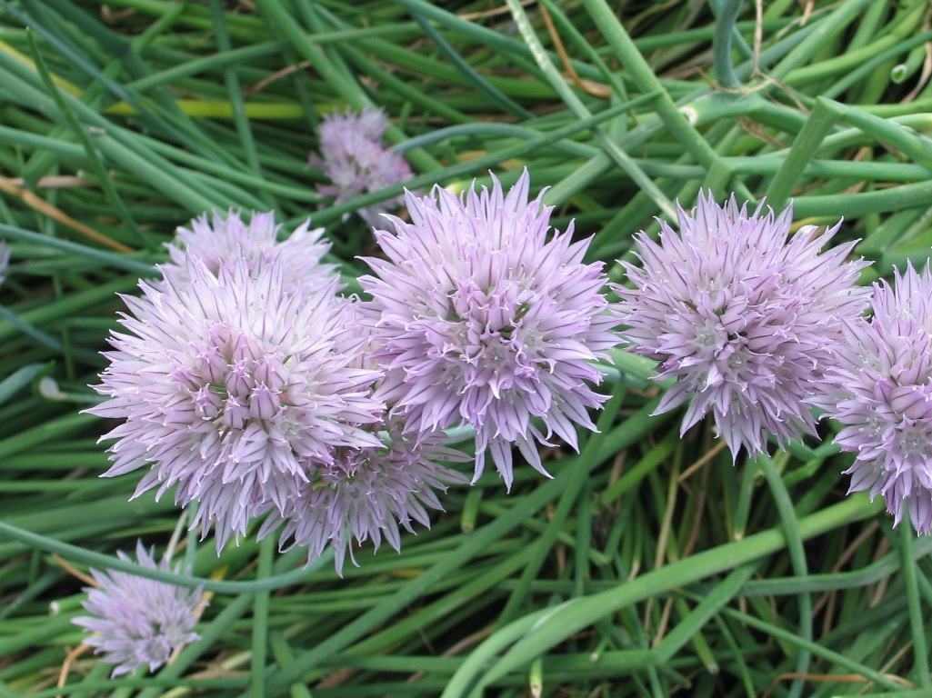 Image of Allium schoenoprasum specimen.