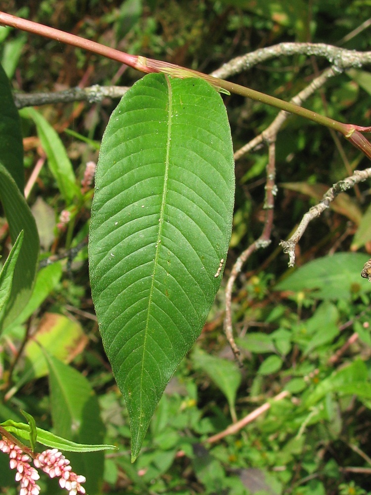 Image of Persicaria lapathifolia specimen.